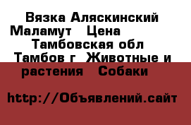 Вязка Аляскинский Маламут › Цена ­ 10 000 - Тамбовская обл., Тамбов г. Животные и растения » Собаки   
